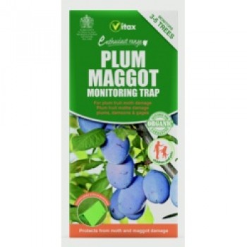Plum Maggot Trap